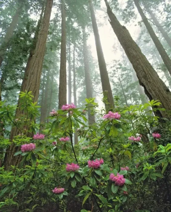 Framed Print : USA, California, Redwood NP. Pink rhododendron and sequoia redwoods reach for the sky in Redwood NP Framed Print : USA, California, Redwood NP. Pink rhododendron and sequoia redwoods reach for the sky in Redwood NP
