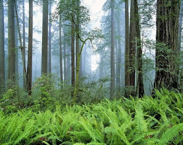 USA, California, Redwood NP. Redwood trees dwarf ferns at Redwood National Park, California