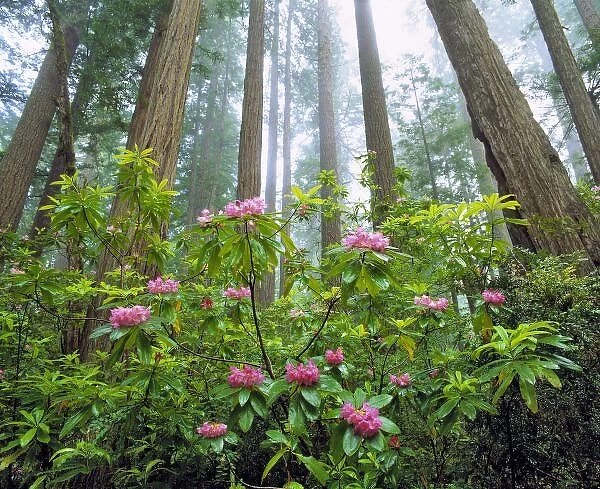 USA, California, Redwood NP. Rhododendron bloom at the foot of towering redwoods