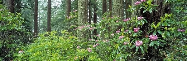 USA, California, Redwood NP. Rhododendron bushes abound in Redwood National Park