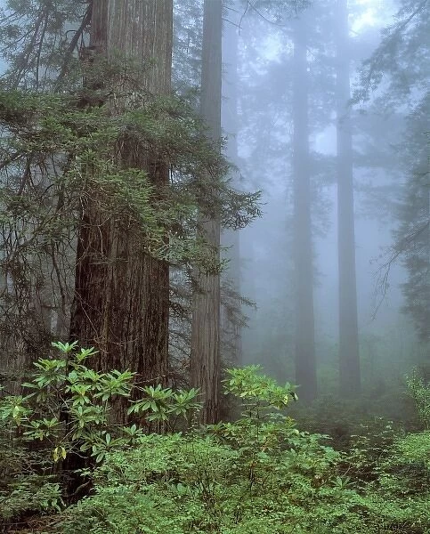 USA, California, Redwood NP. Rhododendrons flank huge redwood trees in foggy Redwood