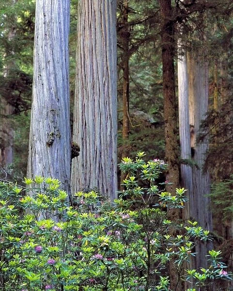 USA, California, Redwood NP. Rhododenrons contrast with the striated bark of the