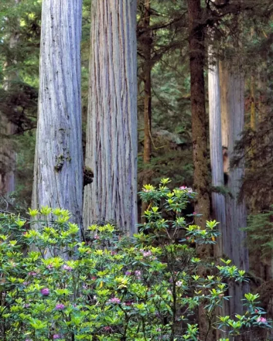 Framed Print : USA, California, Redwood NP. Rhododenrons contrast with the striated bark of Framed Print : USA, California, Redwood NP. Rhododenrons contrast with the striated bark of