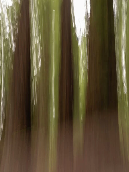 Usa, California. Three redwood tree trunks