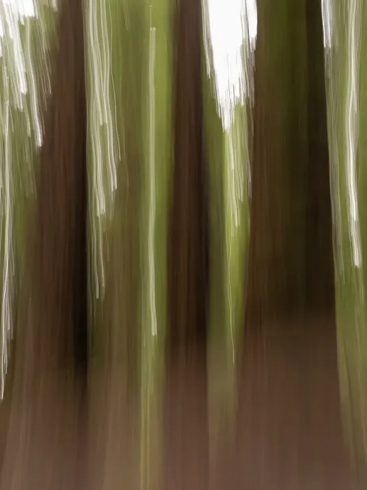 Framed Print : Usa, California. Three redwood tree trunks