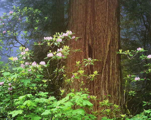 USA, California, Redwoods National Park. Blooming rhododendrons next to redwood. Credit as