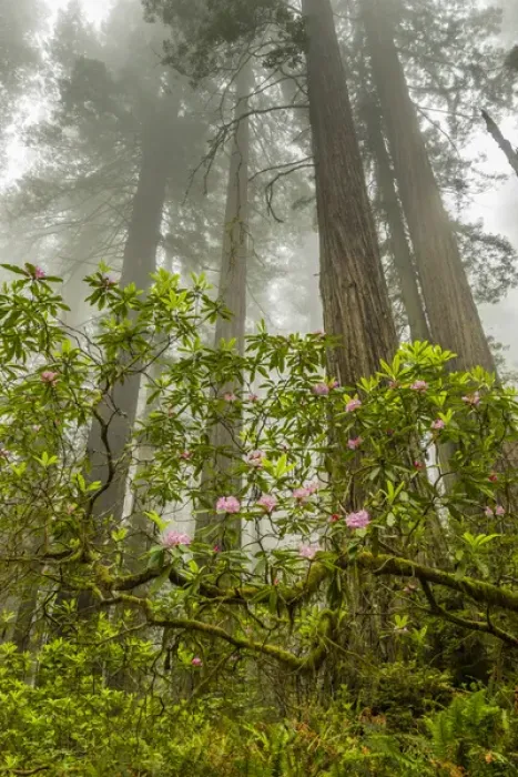 Framed Print : USA, California, Redwoods National Park. Fog and rhododendrons in forest. Credit as Framed Print : USA, California, Redwoods National Park. Fog and rhododendrons in forest. Credit as