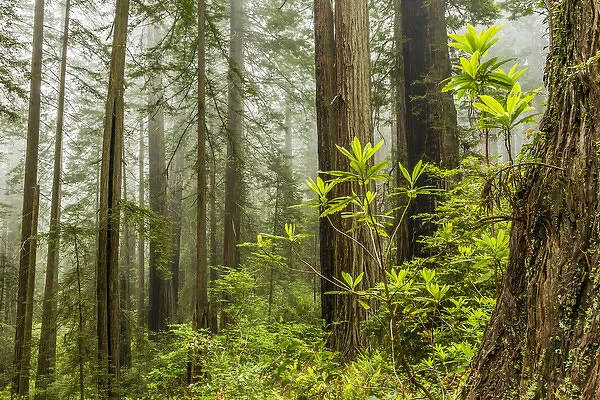 USA, California, Redwoods National Park. Foggy forest