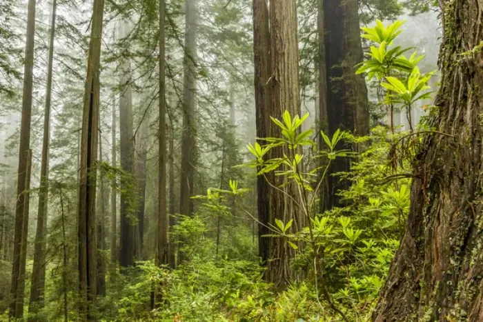 Framed Print : USA, California, Redwoods National Park. Foggy forest Framed Print : USA, California, Redwoods National Park. Foggy forest