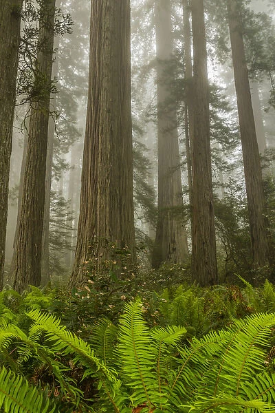 USA, California, Redwoods National Park. Redwood trees and fog