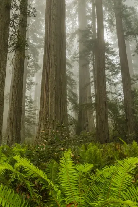Framed Print : USA, California, Redwoods National Park. Redwood trees and fog