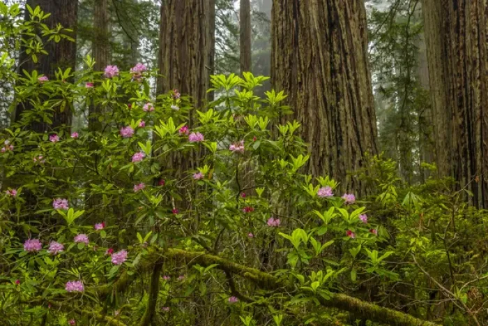 Framed Print : USA, California, Redwoods National Park. Rhododendrons in forest Framed Print : USA, California, Redwoods National Park. Rhododendrons in forest