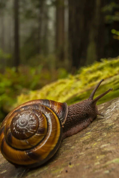 USA, California, Redwoods National Park. Close-up of snail