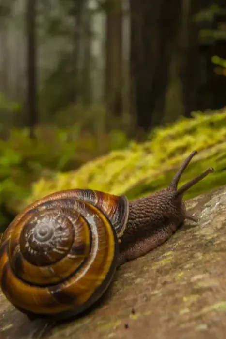 Framed Print : USA, California, Redwoods National Park. Close-up of snail
