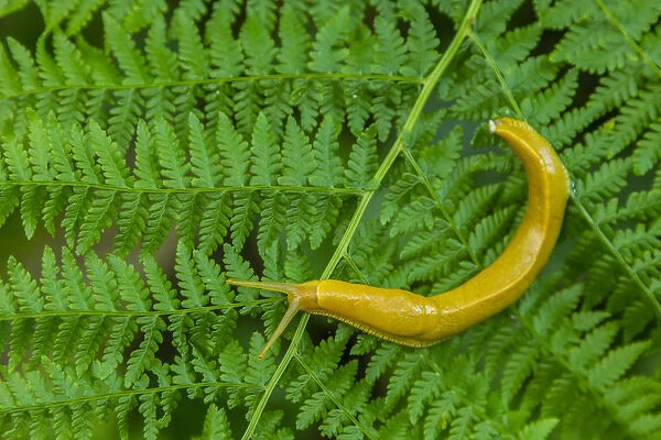 USA, California, Redwoods National Park. Banana slug on fern
