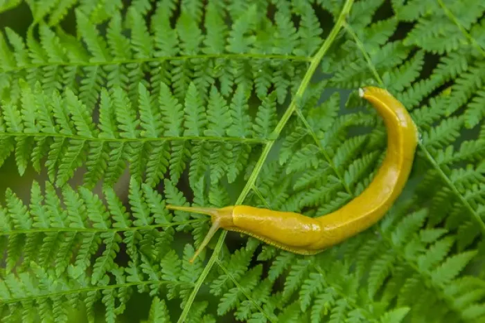Framed Print : USA, California, Redwoods National Park. Banana slug on fern Framed Print : USA, California, Redwoods National Park. Banana slug on fern