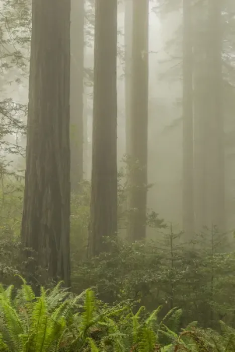 Framed Print : USA, California, Redwoods National Park. Redwood trees and fog