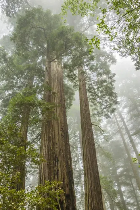 Framed Print : USA, California, Redwoods National Park. Redwood trees and fog