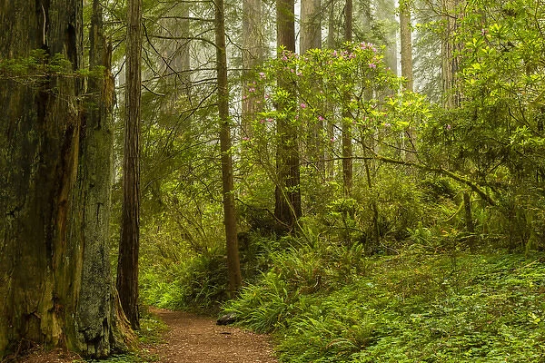 USA, California, Redwoods National Park. Trail through forest
