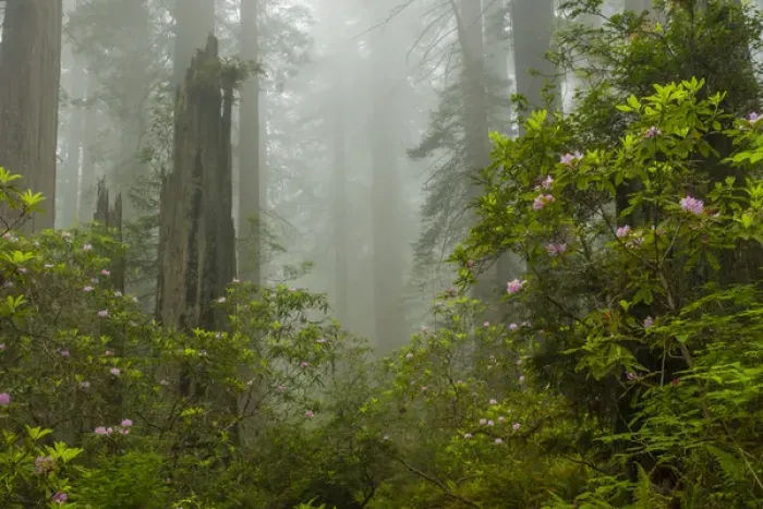 Framed Print : USA, California, Redwoods National Park. Fog and rhododendrons in forest. Credit as