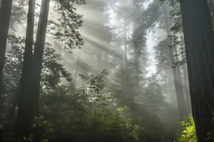Framed Print : USA, California, Redwoods National Park. Fog in Ladybird Johnson Grove. Cathy & Gordon Illg Framed Print : USA, California, Redwoods National Park. Fog in Ladybird Johnson Grove. Cathy & Gordon Illg