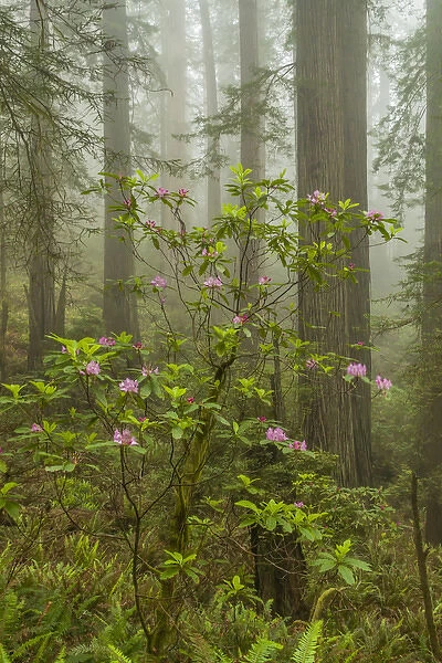 USA, California, Redwoods National Park. Fog and rhododendrons in forest. Credit as