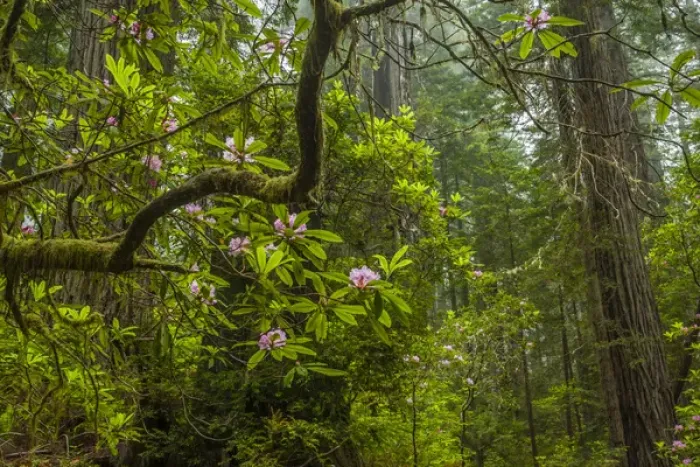 Framed Print : USA, California, Redwoods National Park. Rhododendrons in forest