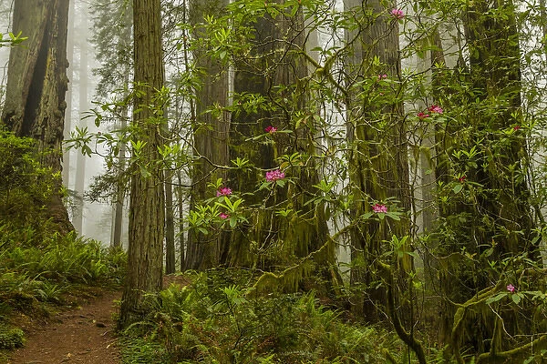 USA, California, Redwoods National Park. Fog and rhododendrons in forest. Credit as