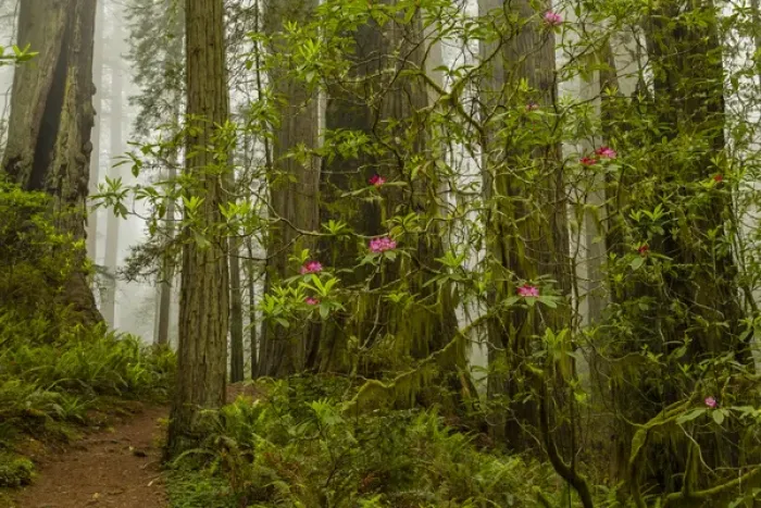 Framed Print : USA, California, Redwoods National Park. Fog and rhododendrons in forest. Credit as Framed Print : USA, California, Redwoods National Park. Fog and rhododendrons in forest. Credit as