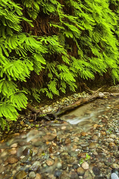 USA, California, Redwoods National Park. Scenic of Fern Creek