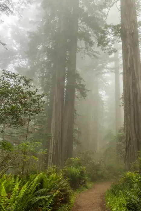 Framed Print : USA, California, Redwoods National Park. Trail through redwood trees and fog. Credit as