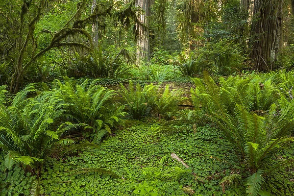 USA, California, Redwoods National Park. Ferns and mossy trees in forest. Credit as