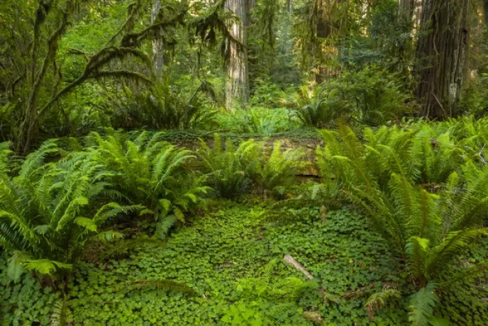 Framed Print : USA, California, Redwoods National Park. Ferns and mossy trees in forest. Credit as