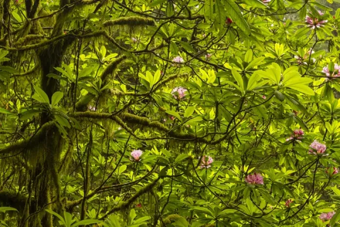 Framed Print : USA, California, Redwoods National Park. Rhododendrons in forest Framed Print : USA, California, Redwoods National Park. Rhododendrons in forest