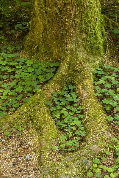 USA, California, Redwoods National Park. Clover at tree base