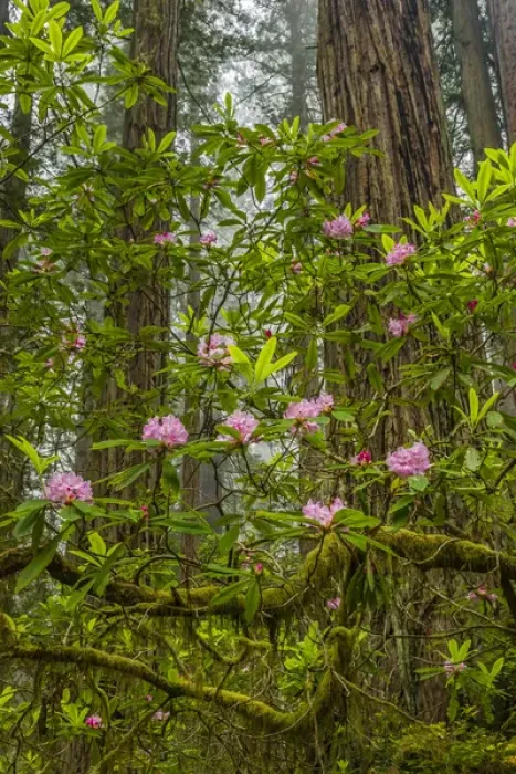 Framed Print : USA, California, Redwoods National Park. Rhododendrons in forest Framed Print : USA, California, Redwoods National Park. Rhododendrons in forest