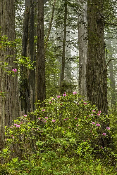 USA, California, Redwoods National Park. Rhododendrons in forest