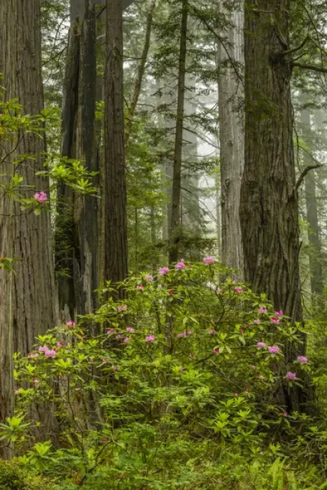 Framed Print : USA, California, Redwoods National Park. Rhododendrons in forest Framed Print : USA, California, Redwoods National Park. Rhododendrons in forest