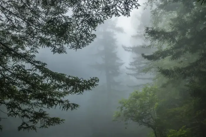Framed Print : USA, California, Redwoods National Park. Fog in Ladybird Johnson Grove. Cathy & Gordon Illg