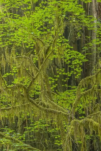 USA, California, Redwoods National Park. Mossy limbs in forest