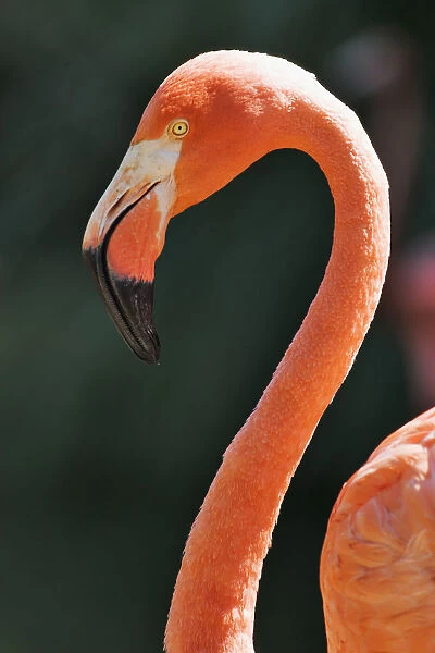 USA, California, Sacramento. Flamingo at Sacramento Zoo