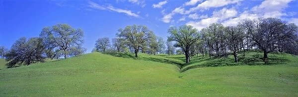 USA, California, Sacramento Valley. Oak trees flourish in the gentle rolling hills