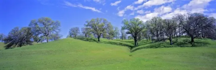 Framed Print : USA, California, Sacramento Valley. Oak trees flourish in the gentle rolling hills Framed Print : USA, California, Sacramento Valley. Oak trees flourish in the gentle rolling hills