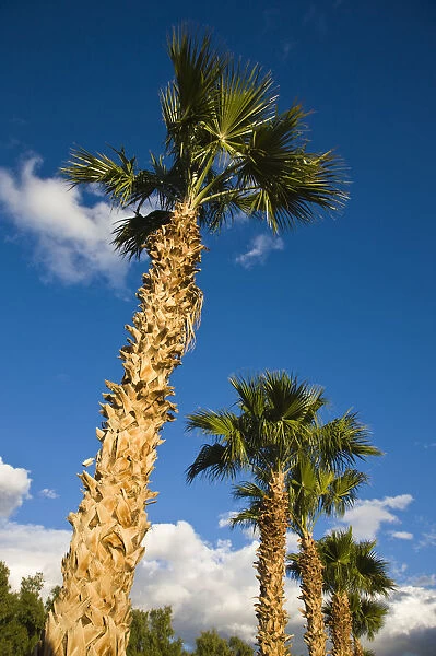 USA, California, Salton City. Salton Sea area, palm grove