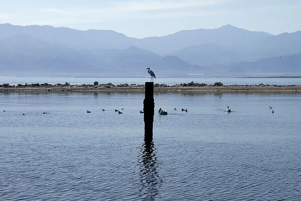 USA, California, Salton Sea. Egret on a pole at Salton Sea