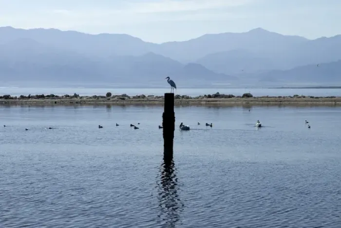 Framed Print : USA, California, Salton Sea. Egret on a pole at Salton Sea Framed Print : USA, California, Salton Sea. Egret on a pole at Salton Sea