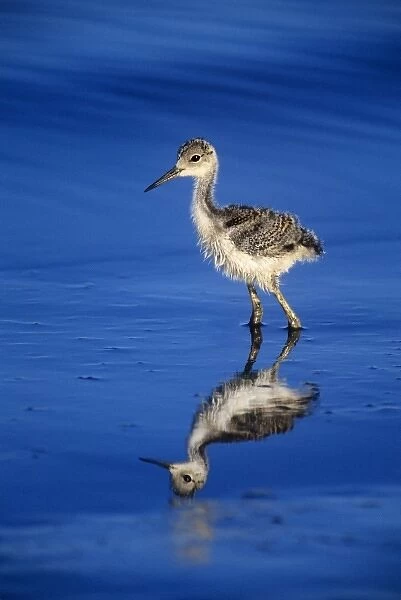USA, California, Salton Sea National Wildlife Refuge. Black-necked stilt chick walking
