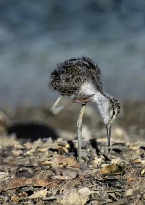 Framed Print : USA, California, Salton Sea National Wildlife Refuge. Wild black-necked stilt chick scratching neck