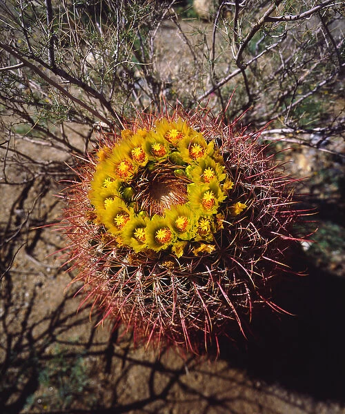 USA; California; San Diego. ABarrel Cactus Wildflowers in Anza Borrego Desert State Park
