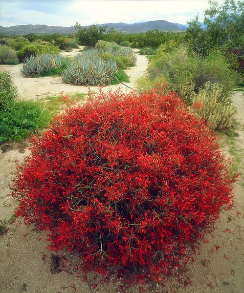 USA; California; San Diego. AChuparosa Wildflowers in Anza Borrego Desert State Park